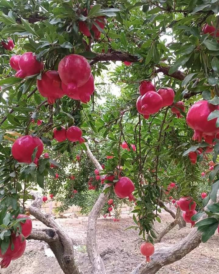 WhatsApp Image 2024-12-10 at 12.24.44